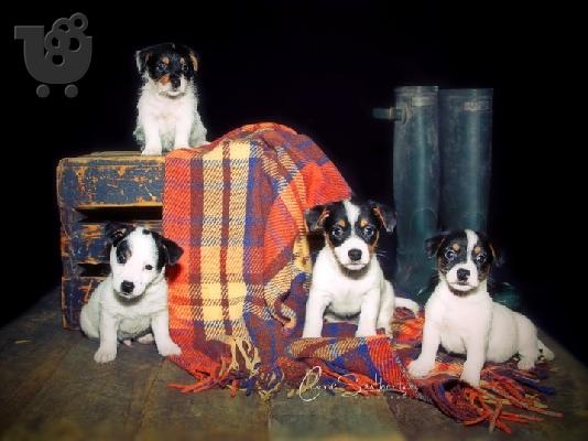 Εκπληκτικά κουτάβια Jack Russell